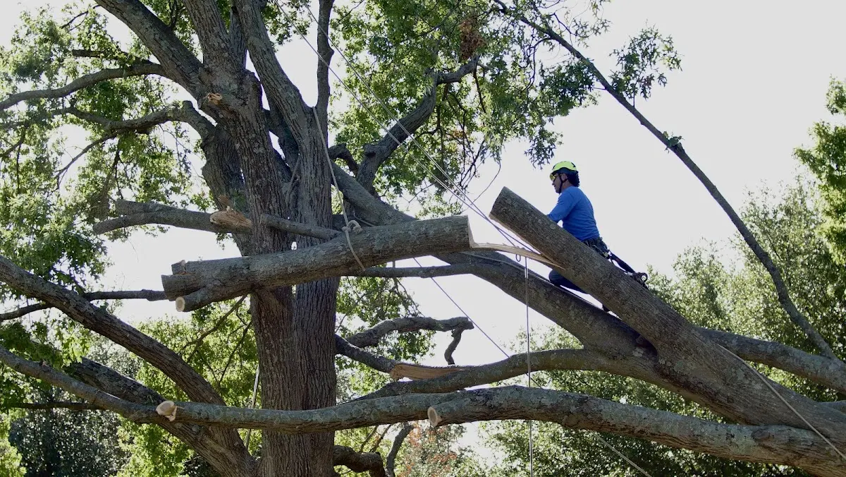 Professional Crown Thinning performed by certified arborists in Edwardsport